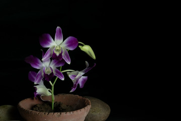 purple orchid in a brown pot