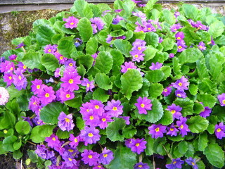 Beautiful purple flowers with leaves