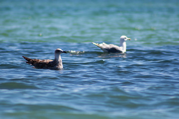 A Seagull floats on the water