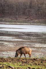 Indian boar or Andamanese or Moupin pig a subspecies of wild boar near lake water at ranthambore national park or tiger reserve rajasthan india - Sus scrofa cristatus