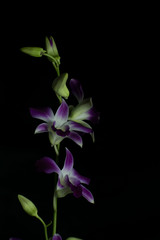 Fototapeta na wymiar Purple and white orchid with white background