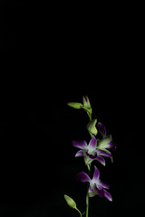 Fototapeta na wymiar Orchid flowers with dark background