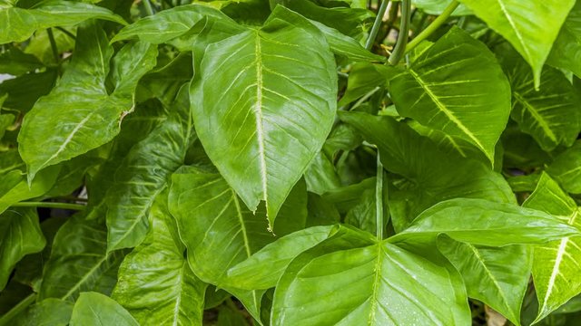 Footage 4k Hyperlapse, Fresh green leaves on a tree sway in the wind, Beautiful background pattern of green leaves, Lush foliage, greenery in a paradise garden. Abstract natural dark green jungle.