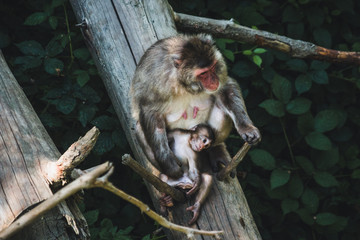 Macaque with baby
