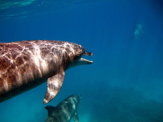 Dolphins are aquatic mammals of the cetacean infraorder, belonging either to the dolphin family.
