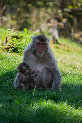 Macaque with baby