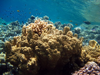 Obraz na płótnie Canvas Beautiful coral reefs of the Red Sea.