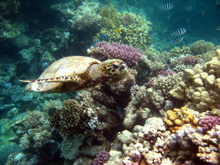 Naklejka na ściany i meble Sea turtles. Great Reef Turtle Bissa.
