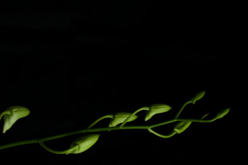 Green Branch of orchid plant with black background and lot of space in image to write