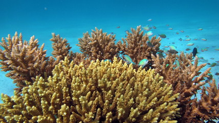 Naklejka na ściany i meble Fish - type bone fish Osteichthyes, Pomacentric - Pomacentridae. Blue-green chromis.