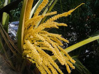 Tender coconut tree flowers at full expanded condition.