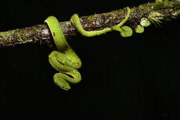 Side-striped Palm Pit Viper on a branch