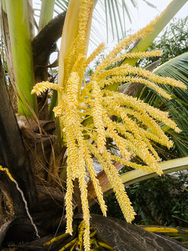 Tender coconut tree flowers at full expanded condition.