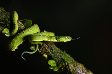 Side-striped Palm Pit Viper flick tongue on a branch