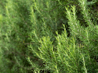 ハーブ　ローズマリー