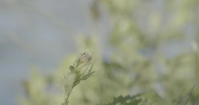 Bourdon dans une fleur puis s'envole