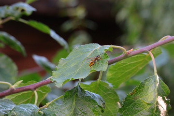 Wespe, Blatt, Insekt