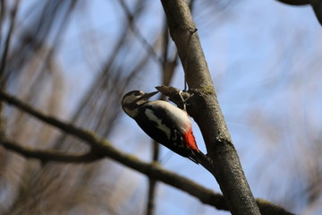 great spotted woodpecker