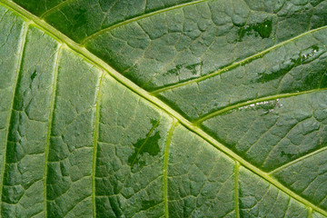Abstract green leaf texture for background