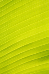 Abstract green leaf texture for background