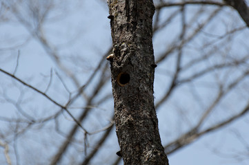 Fototapeta premium キツツキの巣