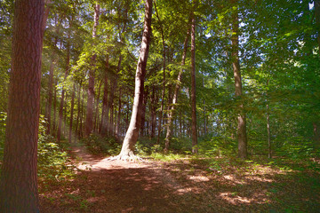 sonnenbeschienener einzelner Baum im Wald