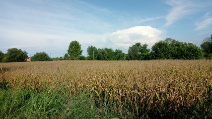 Landscape Rural Scene Field Green Color Scenics
