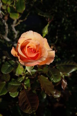 Apricot Flower of Rose 'Fragrant Apricot' in Full Bloom
