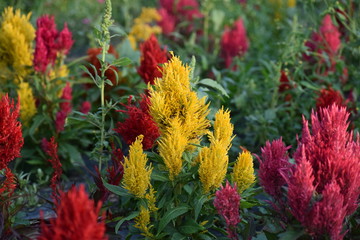 Cockscomb Field