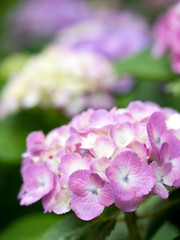 雨あがりのアジサイ
