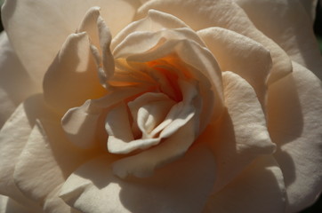 Fototapeta na wymiar Light Cream Flower of Rose 'French Lace' in Full Bloom 