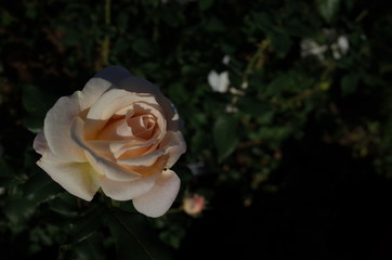 Light Cream Flower of Rose 'French Lace' in Full Bloom
