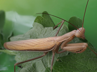 Close-up of a brown praying mantis