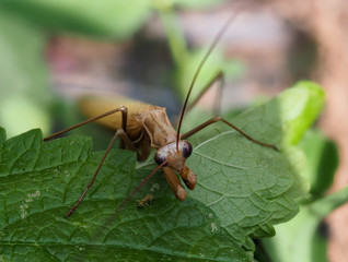Close-up of a brown praying mantis