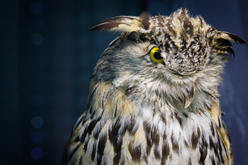 hibou l'oeil jaune, vue de trois-quart