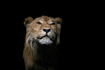 Portrait de lion dans environnement sombre