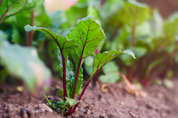 A lot of beet leaves illuminated by the rays of the sun in a vegetable garden in a garden bed. The soil. Agriculture. Vegetables. Growth. Green leaves with purple veins. Saplings.