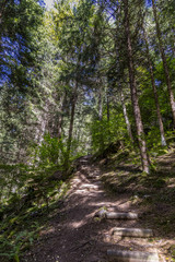 Obraz premium Chemin en forêt