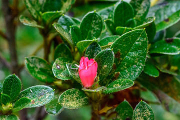 red rose bud