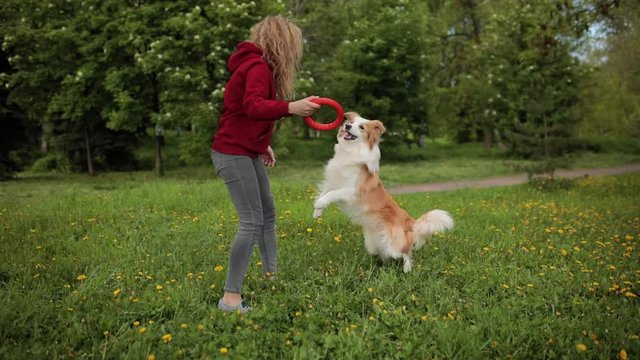 dog training on the street. Communication with the dog owner. Red dog border collie play with girl