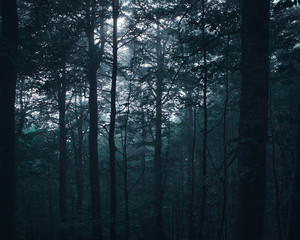 Fototapeta premium fog in the forest