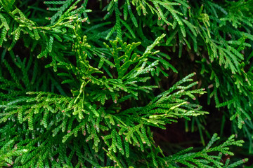 Fototapeta na wymiar close up of a pine tree