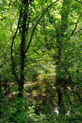 Fototapeta na wymiar Sermaize nature reserve on the Seine river bank in Seine et Marne country