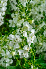 tiny white flowers 