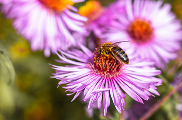 honey bee on the pink flower in close up