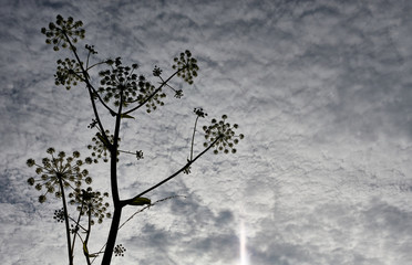 Yarrow (Achillea millefolium) medicinal plant as silhouette. Photographed from below, thickly cloudy sky. Germany.