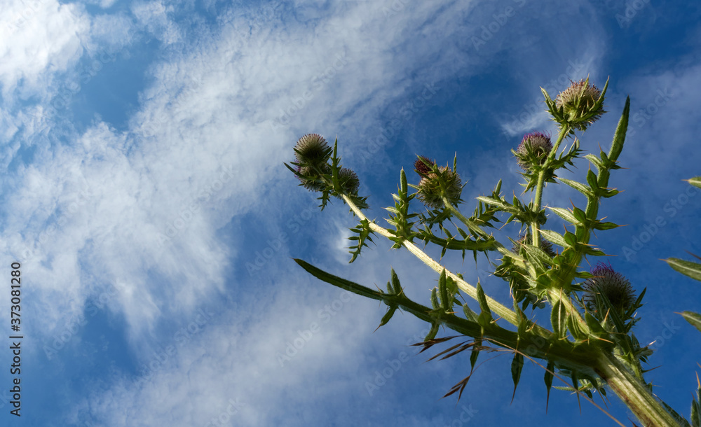 Canvas Prints Purple thistle (carduus) has faded, green plant with round flowers, blue sky with white clouds. Germany, Swabian Alb.