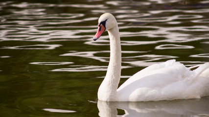 Fototapeta premium Portrait of the white swan