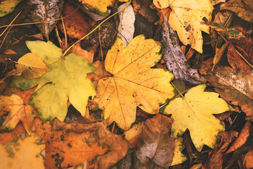 Autumn background with maple leaves and grass on the sunset