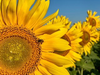 sunflower on blue background
